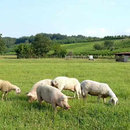 Ferienhaus Ronc Dai Luchis Faedis
