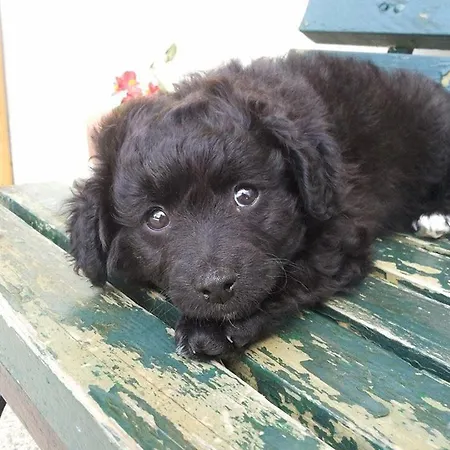 Ferienhaus Ronc Dai Luchis